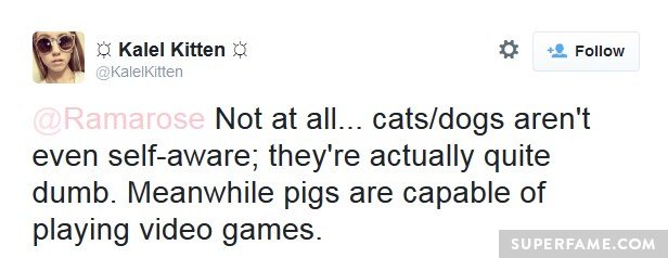Can pigs play video games?