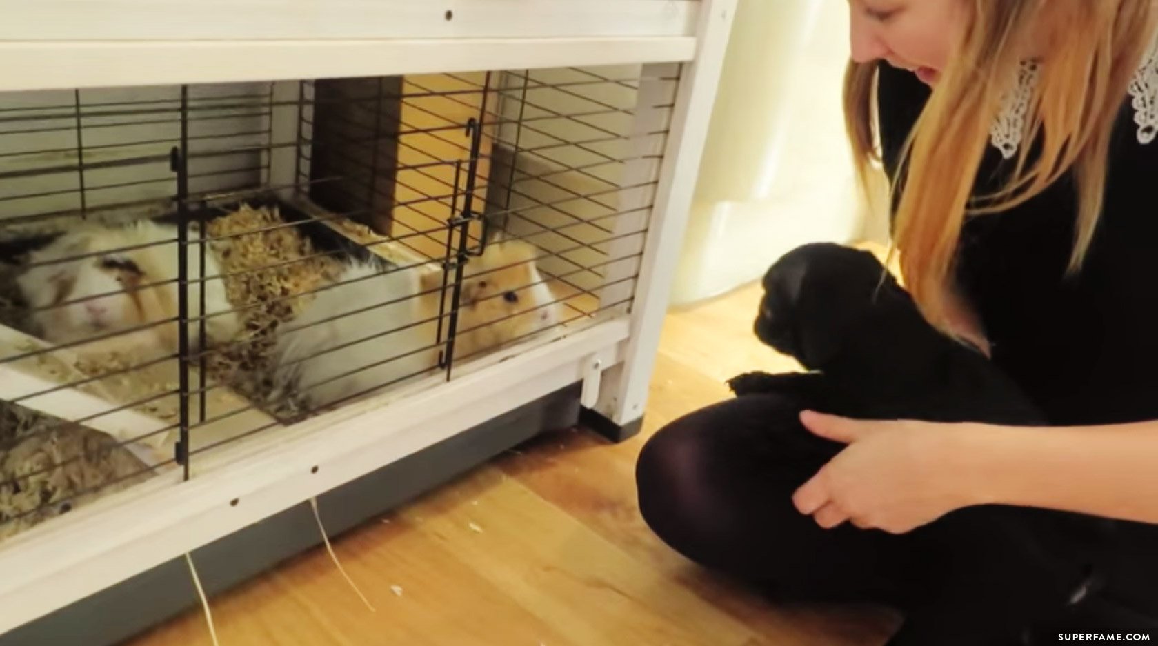 Zoe Sugg with Nala and guinea pigs.