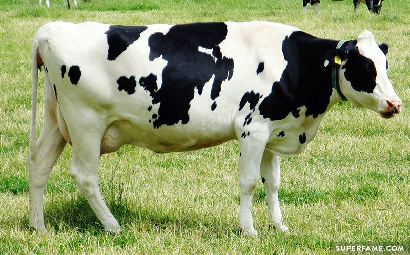 A cow.