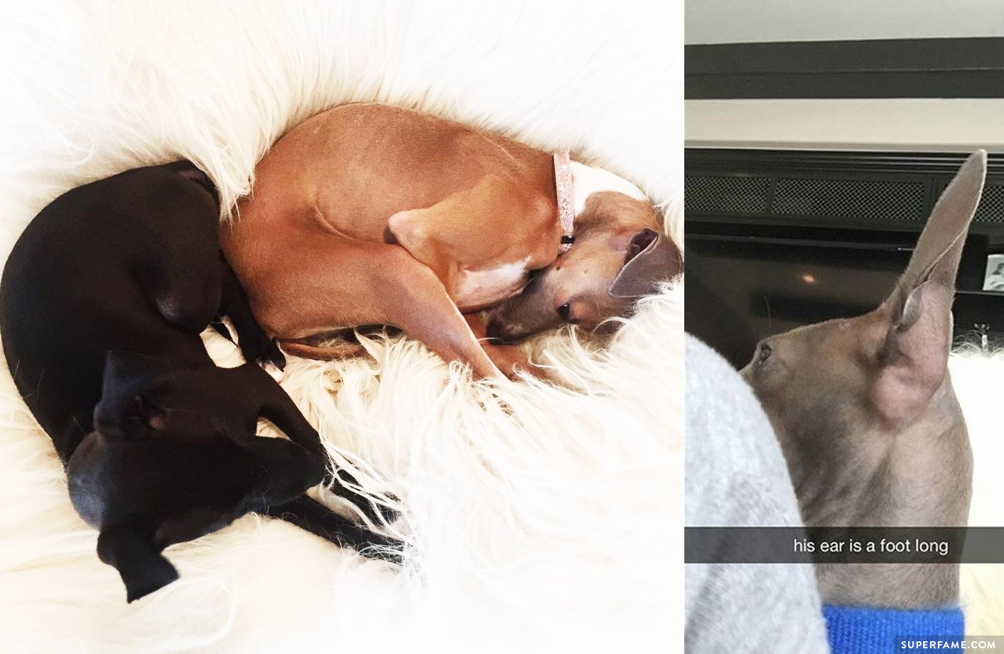 Kylie Jenner's dogs.