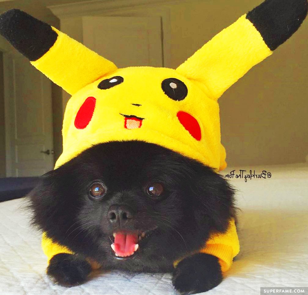 Barkley as Pikachu. 