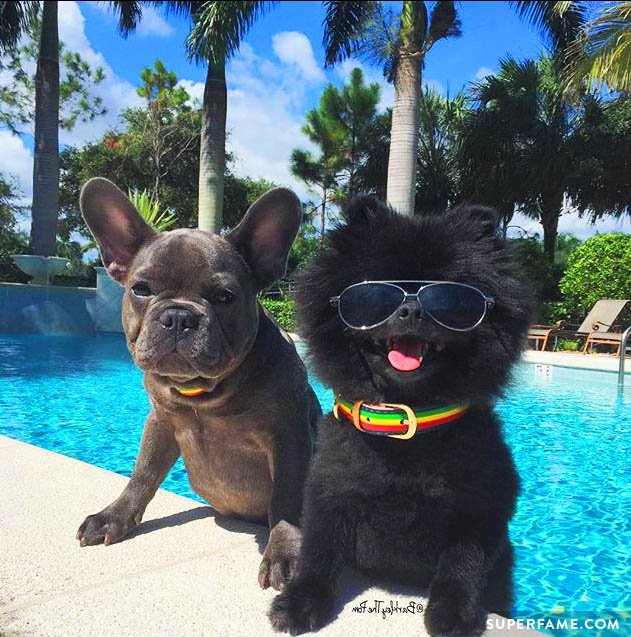 Barkley the Pom with his brother.