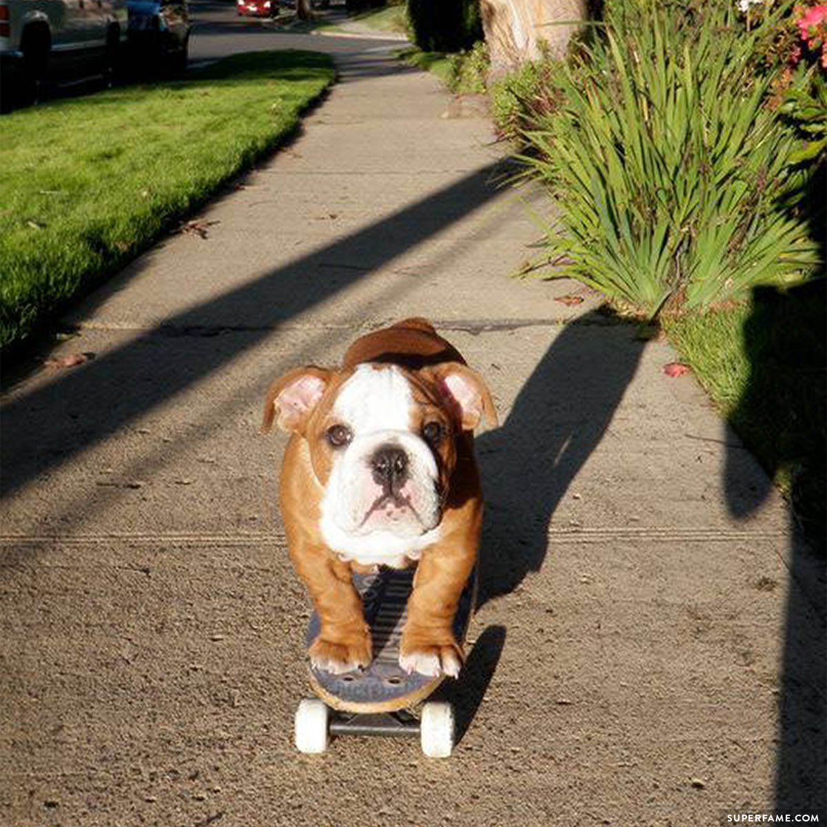 Tillman the dog on a skateboard.