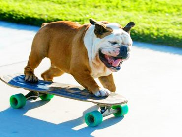 Tillman the skateboarding dog.