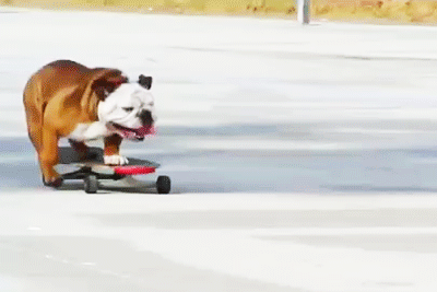 Skateboarding dog.