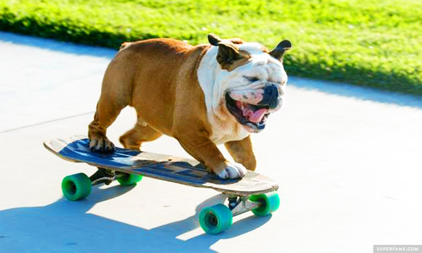 Tillman the skateboarding dog.
