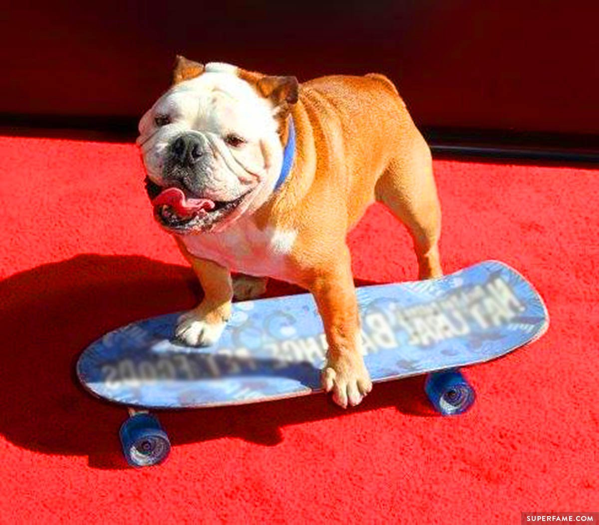 Dog on the red carpet.