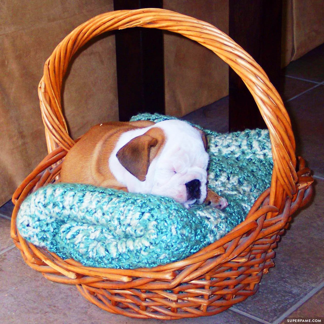 English bulldog puppy.