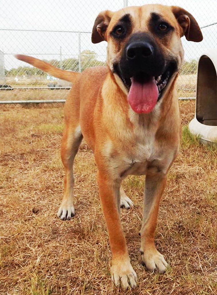 Black mouth cur mix dog.